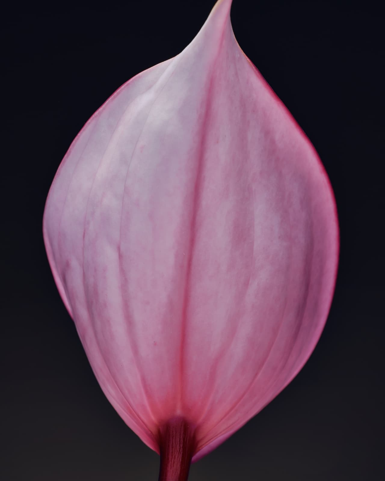 peace lily